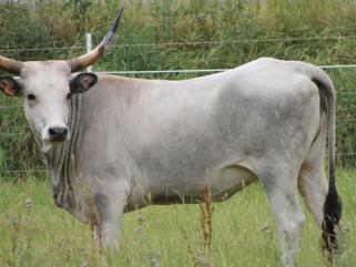 Sonderführung - Der Auerochse – eine Spurensuche