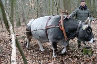 Grubenhausprojekt - Claus Kropp im Einsatz