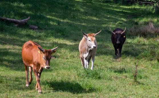 Der Auerochse - eine Spurensuche