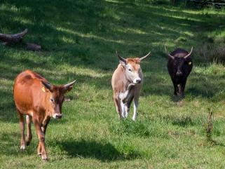 Der Auerochse - eine Spurensuche